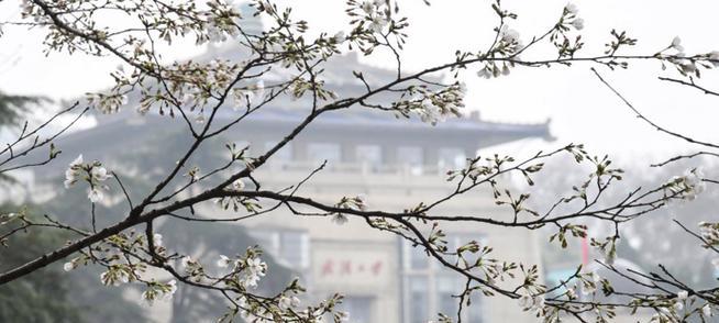 武大樱花花期及观赏攻略（详解武大樱花花期、观赏点位及注意事项）