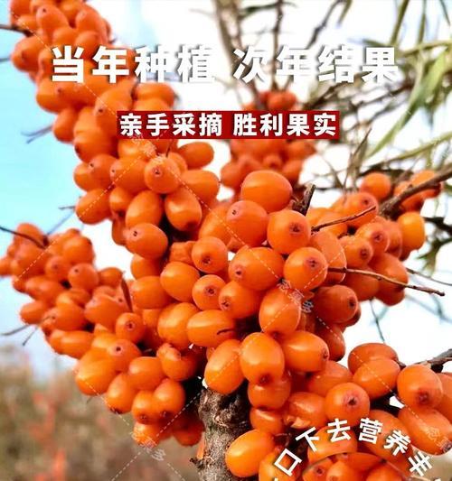 沙棘果树的种植与养护（选择最佳种植时机，打造高产果树）