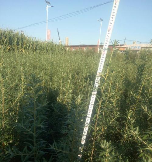 沙棘果树的种植与养护（选择最佳种植时机，打造高产果树）