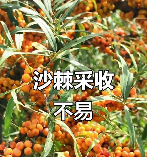 沙棘果树的种植与养护（选择最佳种植时机，打造高产果树）