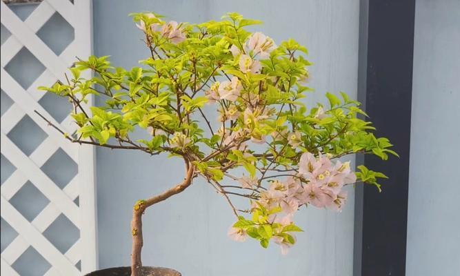 三角梅剪枝能否成功插活？（探讨三角梅的剪枝技巧和插枝方法）