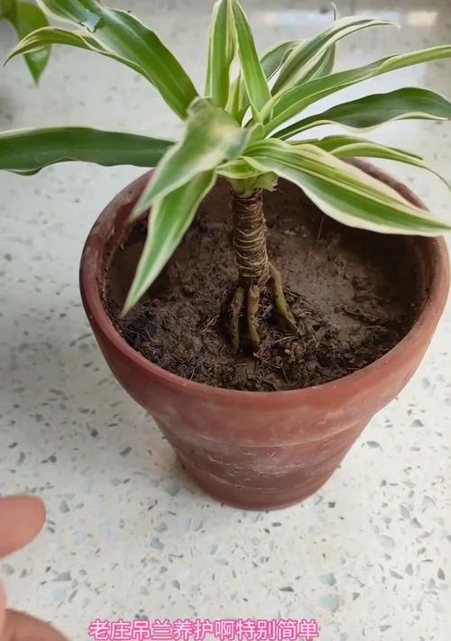 吊兰在冬天栽种的适应性和生长情况（探究吊兰在低温环境下的生存能力及关键因素）