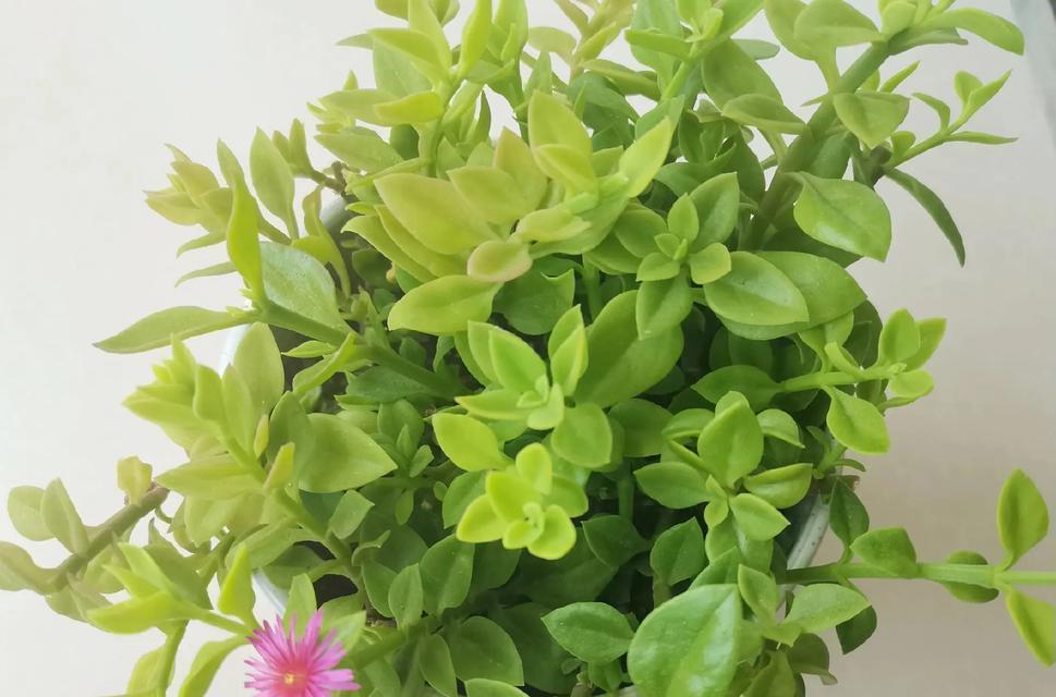 吊兰在冬天栽种的适应性和生长情况（探究吊兰在低温环境下的生存能力及关键因素）