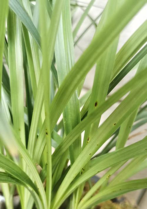 兰花的光照需求（探寻兰花的生长状况与光照条件）