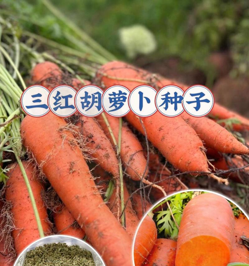 胡萝卜的种植时间及技巧（春季胡萝卜种植指南）