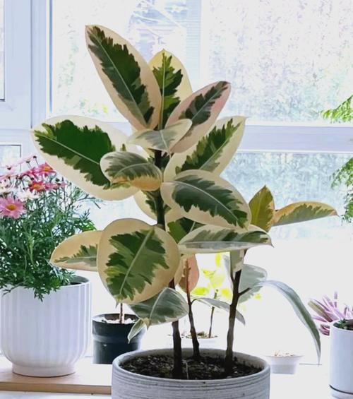 在家里种橡皮树，也能拥有一片绿色的天地（家庭种植橡胶树方法详解）