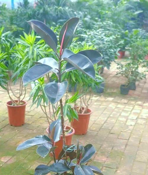 在家里种橡皮树，也能拥有一片绿色的天地（家庭种植橡胶树方法详解）