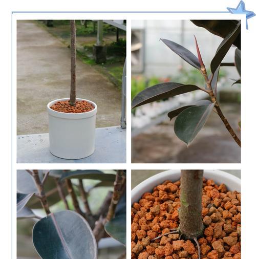 在家里种橡皮树，也能拥有一片绿色的天地（家庭种植橡胶树方法详解）
