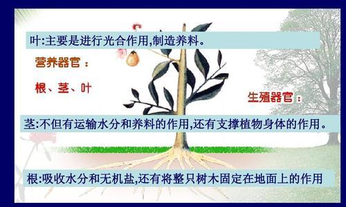 树叶是树木植物营养器官的重要组成部分（探究树叶在植物生长发育中的重要作用）