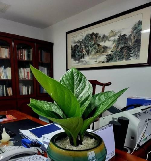 办公室植物选择指南（打造舒适办公环境，这些植物绝不能错过）