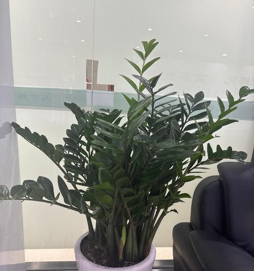 办公室植物选择指南（打造舒适办公环境，这些植物绝不能错过）