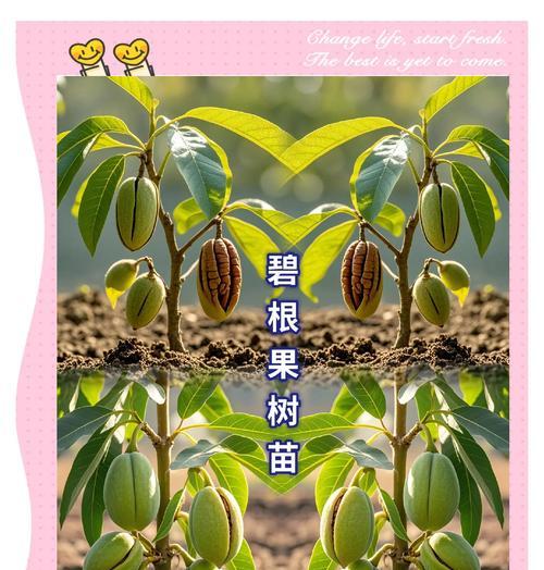 一、碧根果的起源和发展历史