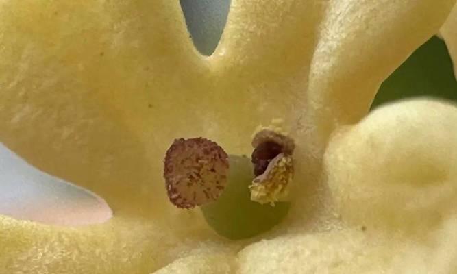 探究“桂花是完全花”的真相（解析桂花的生殖器官和特征，探讨完全花的定义和分类）