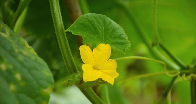 探究“桂花是完全花”的真相（解析桂花的生殖器官和特征，探讨完全花的定义和分类）