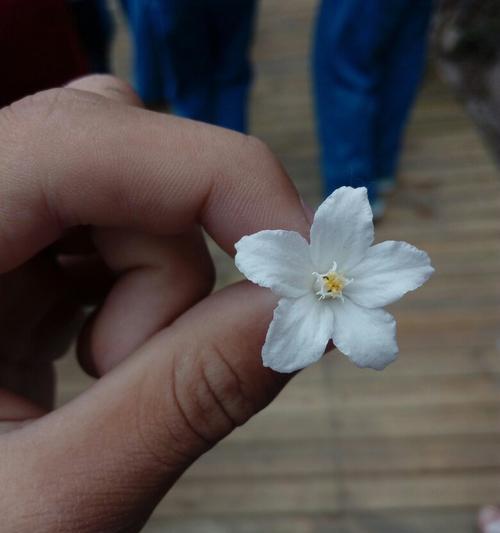 探究“桂花是完全花”的真相（解析桂花的生殖器官和特征，探讨完全花的定义和分类）