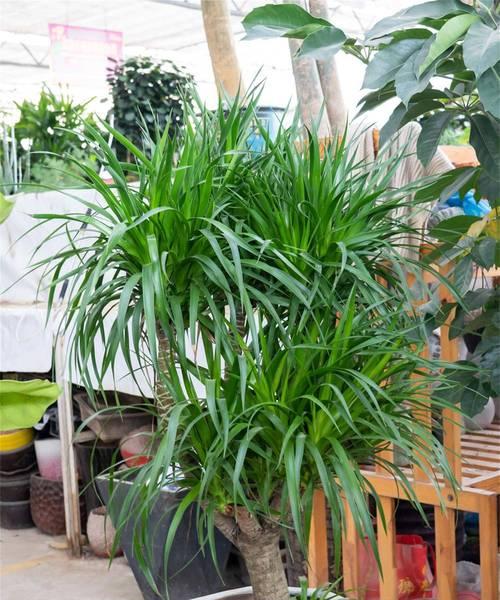 喜阴多肉植物盘点（探秘适合低光环境下生长的多肉植物种类）