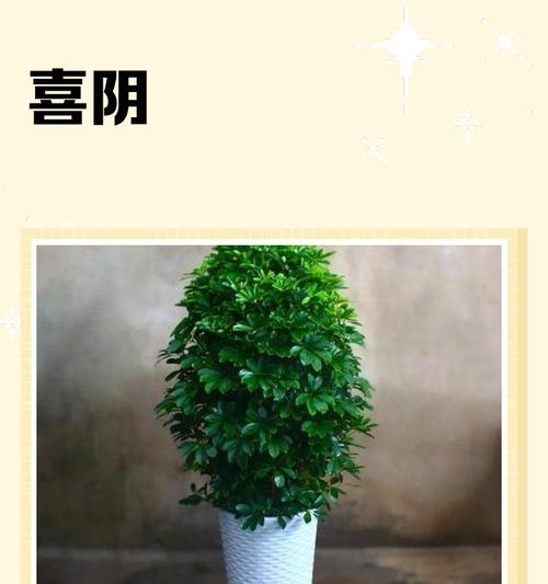 喜阴多肉植物盘点（探秘适合低光环境下生长的多肉植物种类）