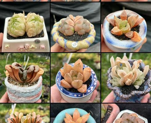 喜阴多肉植物盘点（探秘适合低光环境下生长的多肉植物种类）