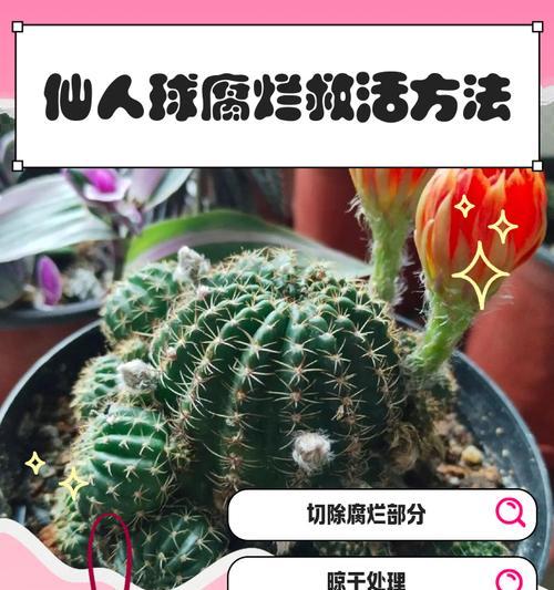 如何为仙人球施加最佳底肥（仙人球底肥放什么肥好？底肥施用方法大揭秘！）