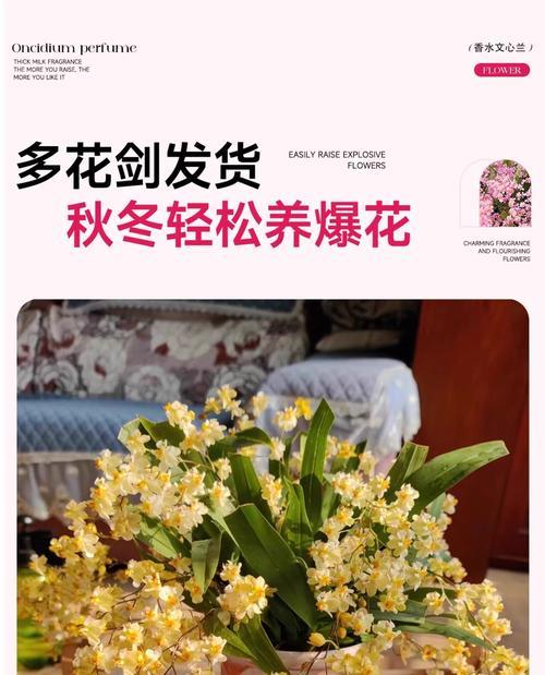 文心兰的室内养护方法（适合在家中养殖的植物/养护文心兰的技巧）