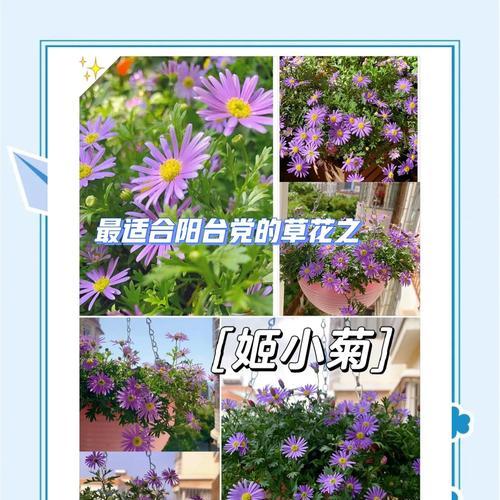 如何选择合适的盆种姬小菊（姬小菊种植指南，盆选大有讲究）
