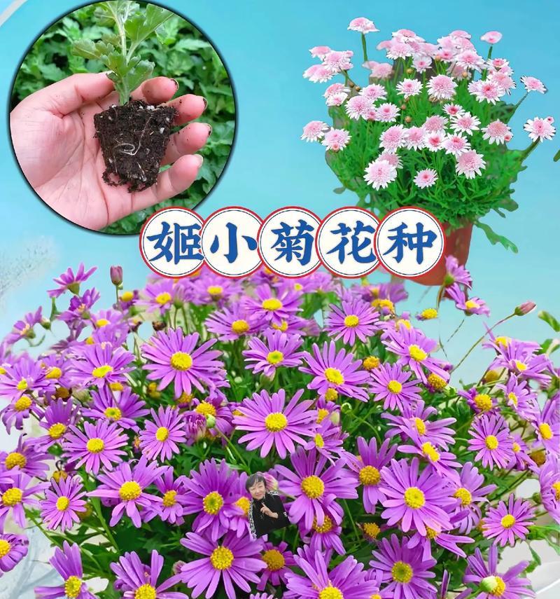 如何选择合适的盆种姬小菊（姬小菊种植指南，盆选大有讲究）
