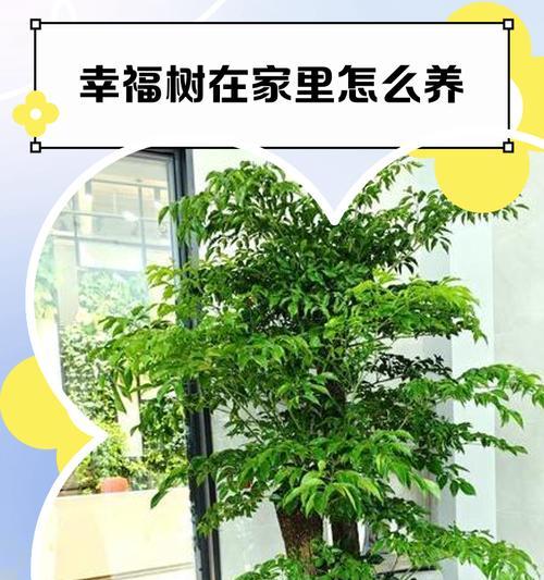 幸福树的魅力（探寻幸福树的五彩斑斓世界）