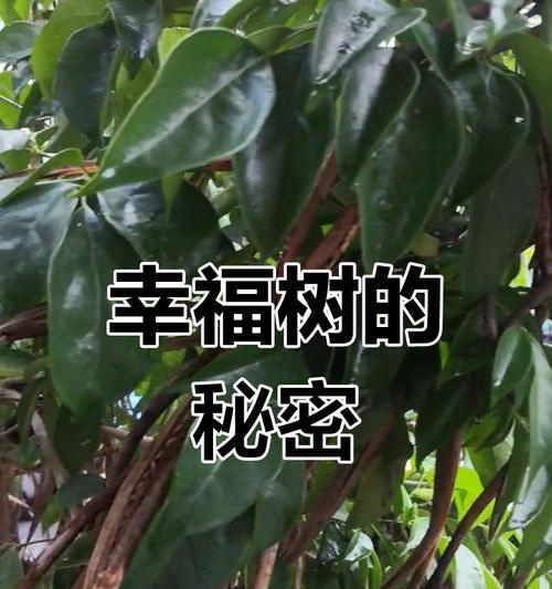 幸福树的魅力（探寻幸福树的五彩斑斓世界）