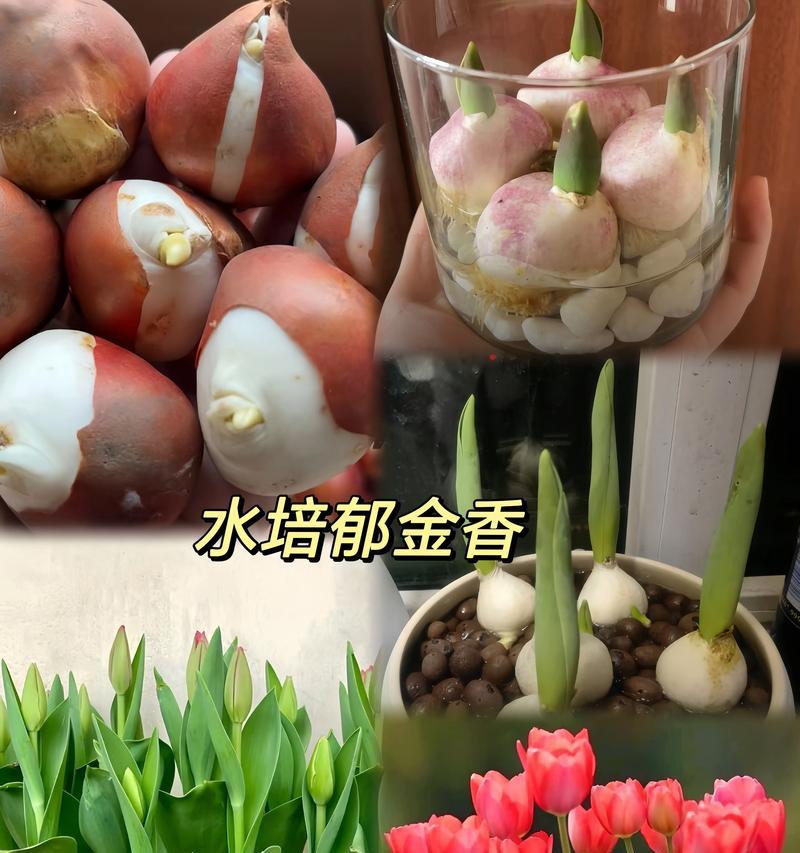 水培郁金香的养殖方法与注意事项（打造花园中的小清新）