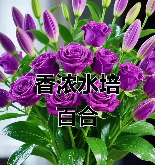 百合水培养殖方法全解析（从零开始，快速掌握百合水培技巧）