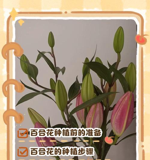 百合水培养殖方法全解析（从零开始，快速掌握百合水培技巧）