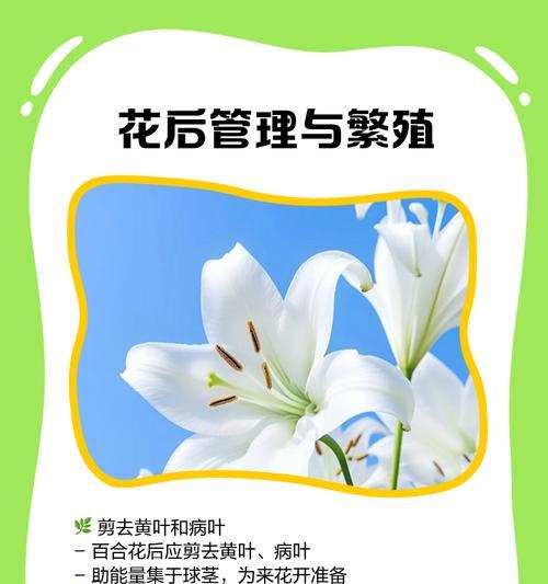 百合水培养殖方法全解析（从零开始，快速掌握百合水培技巧）