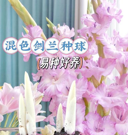 唐菖蒲耐寒能力的探究（唐菖蒲在极寒环境中的适应性和生存能力）