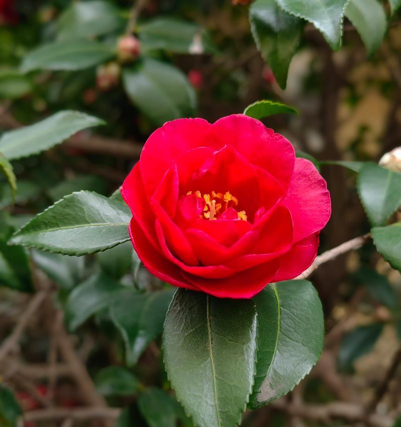山茶花开花时间及花期（了解山茶花的花期，欣赏它的美丽）