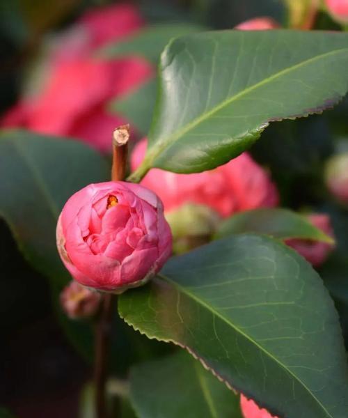 山茶花开花时间及花期（了解山茶花的花期，欣赏它的美丽）