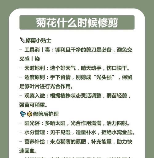 南非菊修剪指南（掌握正确修剪方法，打造美丽花园）
