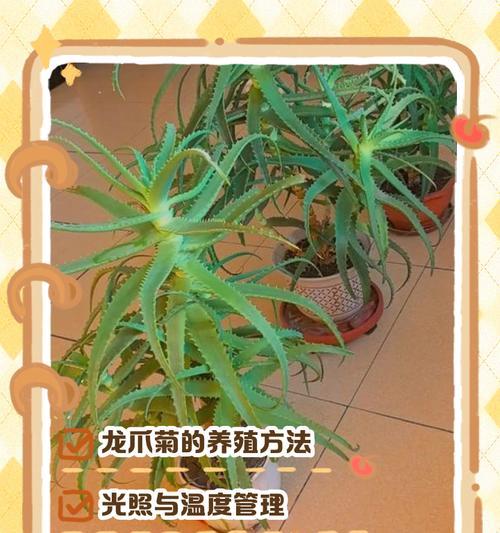 南非菊修剪指南（掌握正确修剪方法，打造美丽花园）