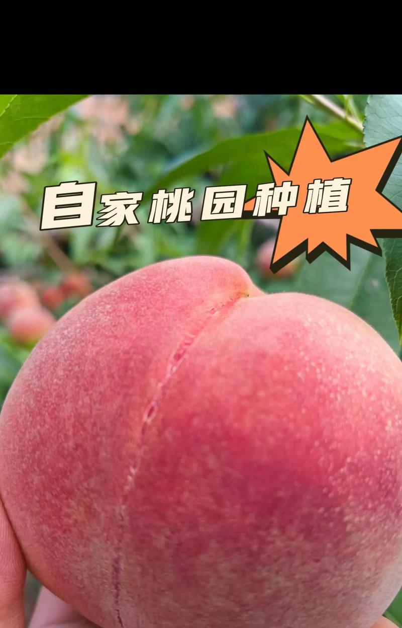 中国南方的桃子成熟季节（探究桃子的生长周期及采摘技巧）