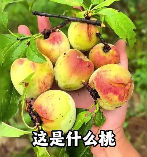 中国南方的桃子成熟季节（探究桃子的生长周期及采摘技巧）