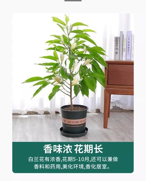 白兰花香味是否有毒？