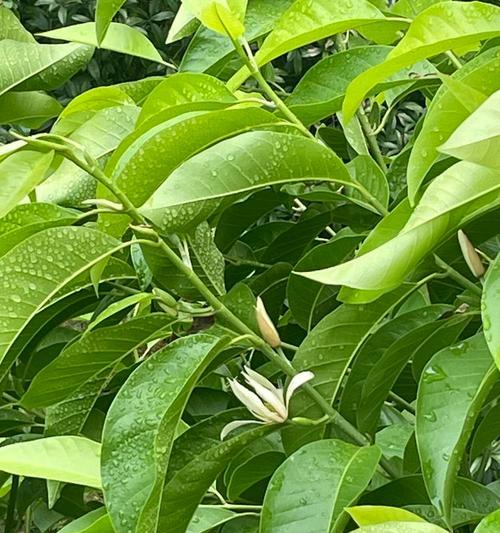 白兰花香味是否有毒？