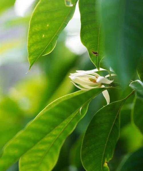 白兰花香味是否有毒？