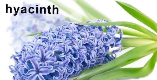 风信子开花预示着什么？（解读风信子花语，了解花卉的含义）