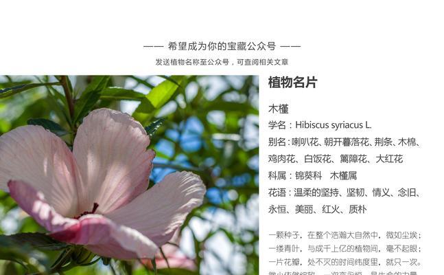 风信子开花预示着什么？（解读风信子花语，了解花卉的含义）