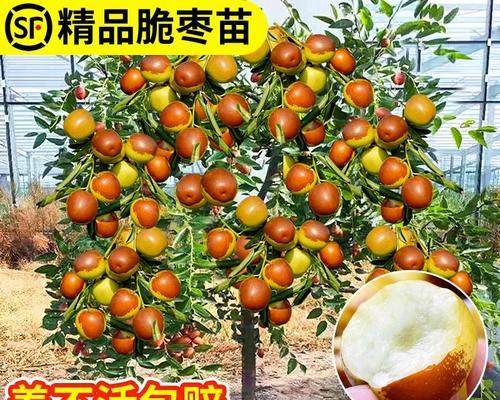 冬枣（解析冬枣的产量和亩产量，为您提供详细的种植知识）