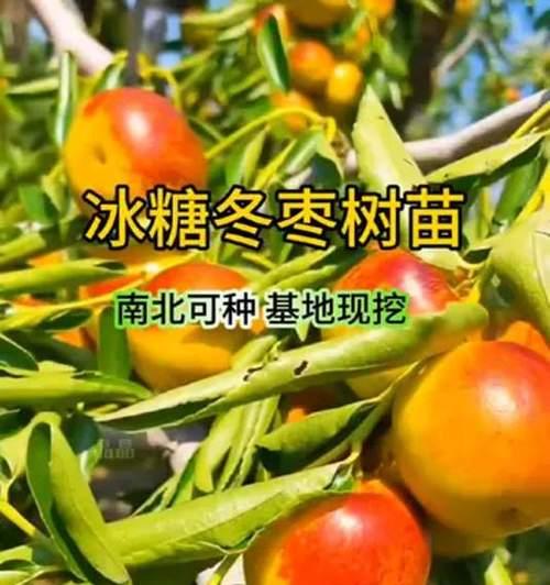 冬枣（解析冬枣的产量和亩产量，为您提供详细的种植知识）