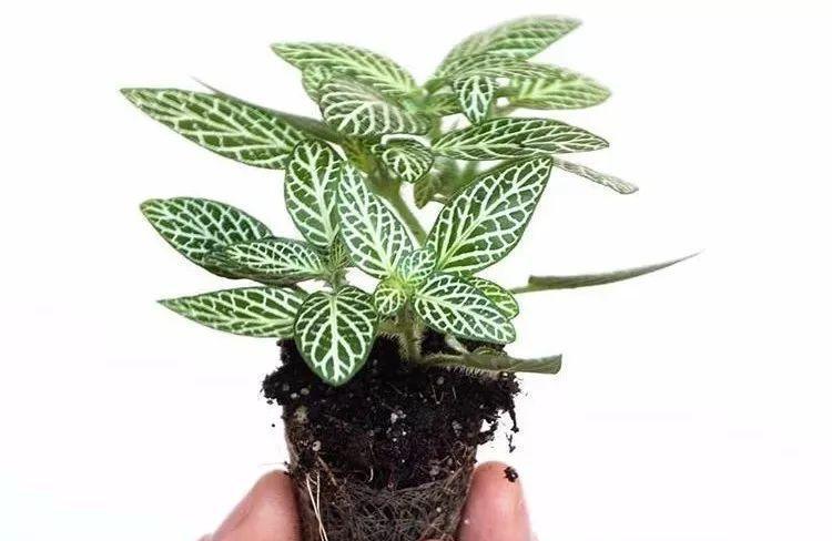 网纹草的繁殖方法及时间（轻松掌握，让你轻松繁殖网纹草）