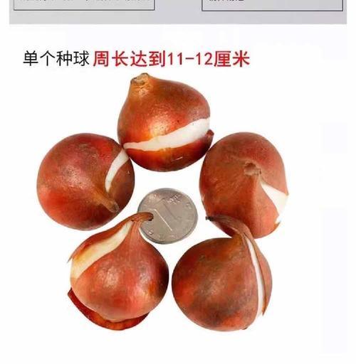 百合种子的特点及形态剖析（探究百合种子外观、内部结构及生命周期）