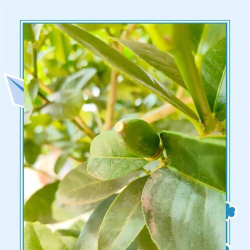 柠檬树的果实年限探究（揭开柠檬树的生长秘密，从果实年限说起）