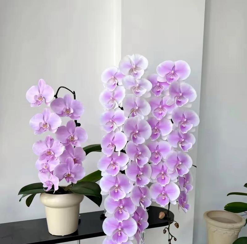 居家养花指南（探寻屋内适合养的各种花卉，为生活增添美好色彩）